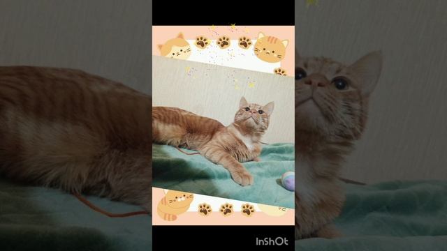Мася, Масяня ждёт свою семью! ❤ 🐈