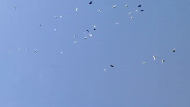 С ДНЕМ ВДВ !!!.mp4 смотреть онлайн