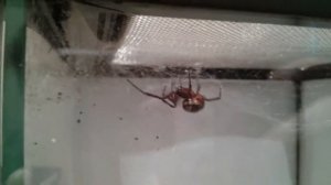 Steatoda grossa spider