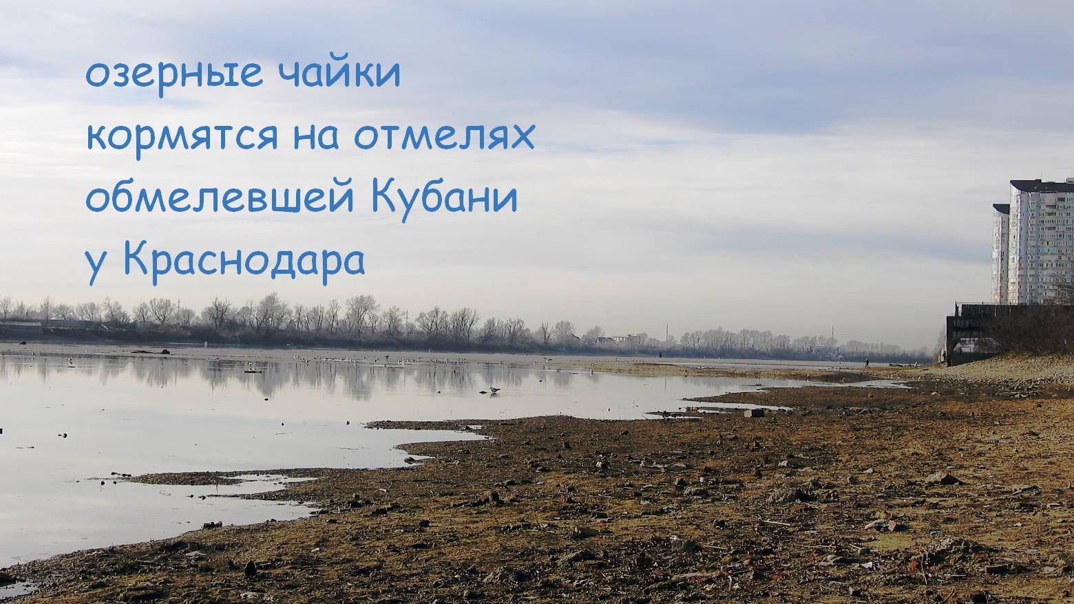 озерные чайки кормятся на отмелях обмелевшей Кубани у Краснодара смотреть онлайн