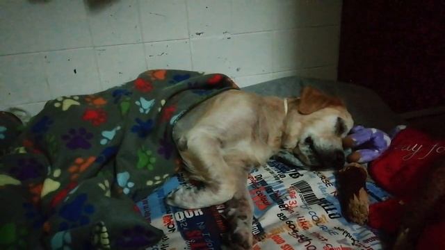 Golden Retriever Portugal. Порода собак Золотой Ретривер в Португалии 🇵🇹 @YouTube Creators  (3) смотреть онлайн