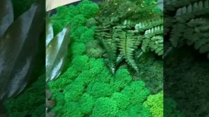 Картина из стабилизированного мха