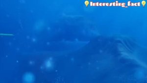в какой-то стране битва с блупом VS Эль гран Майя!