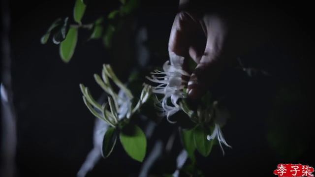 Чай - это больше, чем напиток, это образ жизни.Канал 丨Лизики