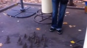 Прикольные ручные воробьи