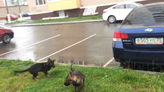 ВАВИЛОН И ВАГРАНТ смотреть онлайн