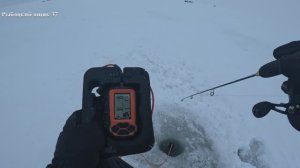 Ловля берша на алтынку с тюлькой на Волге ( горе море ) , подъемы в эхолот