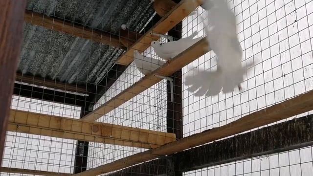 Гонять больше нечего..mp4 смотреть онлайн