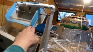 Стерлядь. Готовимся к инкубации. Часть 1