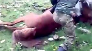 Бой Лошадей