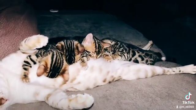 #бенгальскаякошка #бенгальскиекотята #бенгал #бенгальская