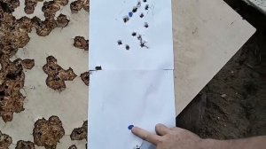 Свинцовая пуля 9.6/53 Ланкастер, на дозвуке, на двух порохах.