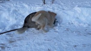 ХАСКИ В ШОКЕ, ЕЁ ПЫТАЕТСЯ ВЫГУЛИВАТЬ И ВОСПИТЫВАТЬ ЩЕНОК. ХАСИТО ЗНАКОМИТСЯ С ДРУГОЙ СОБАКОЙ