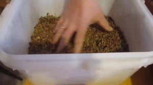 Выращивание туи из семян. Посев, уход, итоги года.