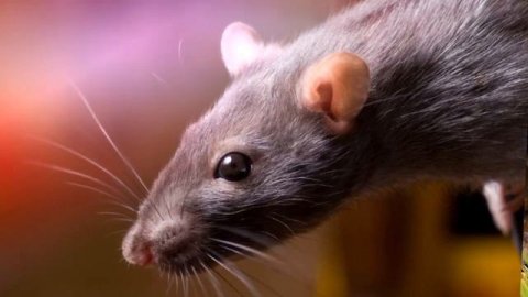 Звук крысы, какой звук издают крысы, писк крысы #крыса #звукиживотных #какговорятживотные