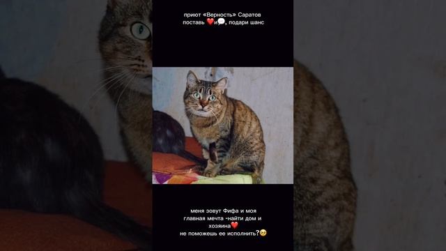 Фифа ищет дом #саратов #вдобрыерукисаратов #верностьсаратов