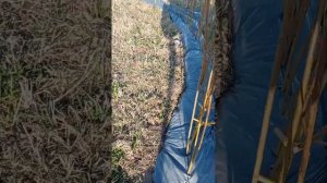 Плетение живой беседки из ивы с фиксацией по принципу "бабушкиной пуговицы"