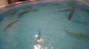 УЗИ вояж.Осетровые.