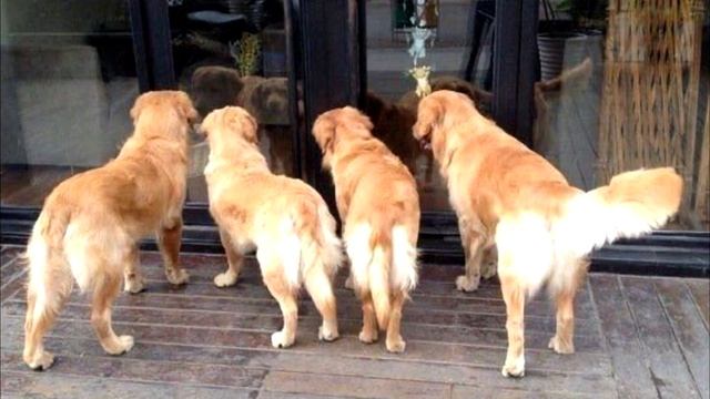 Вы расплыветесь в улыбке, когда узнаете, что привлекло внимание этих собак! смотреть онлайн