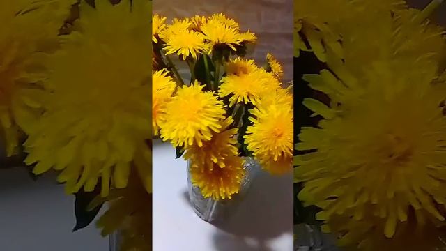 В этом году ОДУВАНЧИКИ причуда природы. Посмотрите на эти огромные красивые одуванчики 🌿