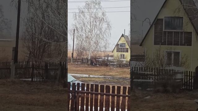 Соседка собирает березовый сок не отходя от дома. Весенние заготовки для лета