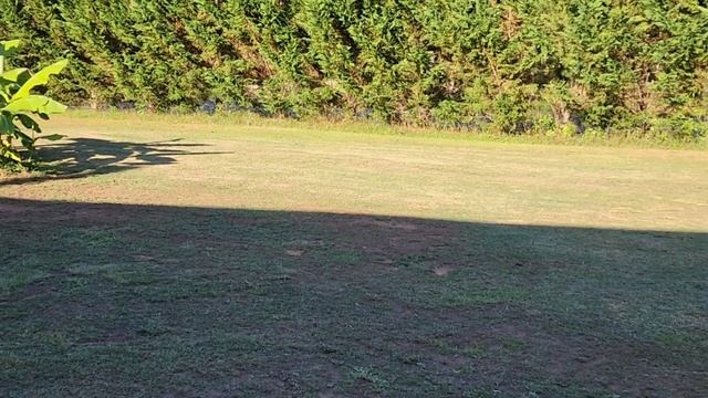 В ДЕРЕВНЕ ЛУЧШЕ ЧЕМ В ГОРОДЕ / ОГОРОД / КУРОЧКИ / ОВЧАРКИ / ДЕРЕВЕНСКАЯ ЖИЗНЬ В АМЕРИКЕ смотреть онлайн