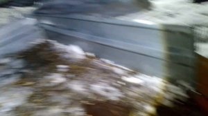 Внезапная Свинина . жизнь в деревне.