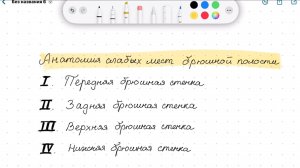 Анатомия слабых мест брюшной стенки