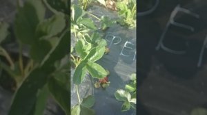 Клубника Фернандо. Обзор сорта короткого светового дня.