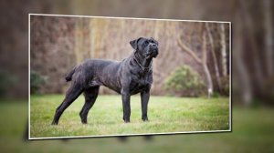 собаки которые сторожат