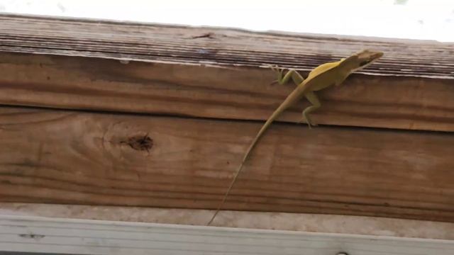 ЯЩЕРИЦА И ЗЕРКАЛО / РЕМОНТ ТРАКТОРА / СЕМЕНА ВСХОДЯТ / США смотреть онлайн