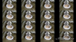 Вискас вернулся!|RYTP✓