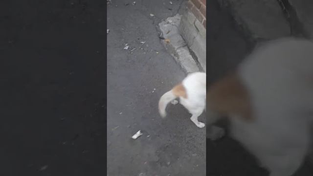 Росюша просит есть перед ужином