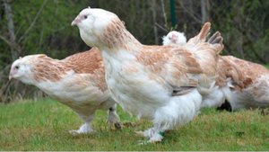 Как можно  повысить яйценоскость кур