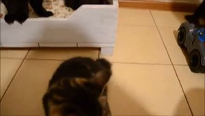 Котята курильского бобтейла  3 месяца