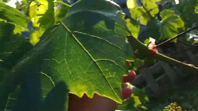 Виноград на 21июня 2023г смотреть онлайн