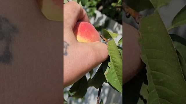 July 14, 2024 смотреть онлайн