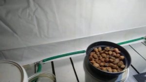 Перцы на гидропонике #1. Тестовый запуск системы.