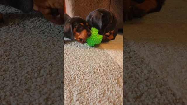 Dachshund puppies favorite chew toy!! #miniaturedachshund #dachshundpuppy #adorable #sausagedog смотреть онлайн