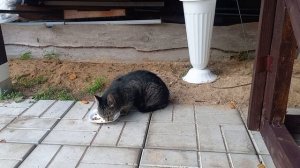 котик кушает.животные.домашние животные.коты.кот.домашние любимцы.