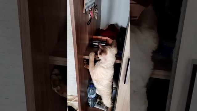 НАША КОШКА "ПАЛЬМА" ЛЮБИТ ИГРАТЬСЯ С РЕЗИНКАМИ #нашакошкапальма