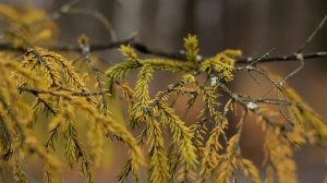 чем canon 600D круче canon 70D