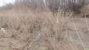 Давно таких не ловил! Голавль на донку. Рыбалка и отдых на Урале