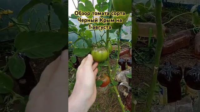 Обзор томата сорта Чёрный Крым за лето. 1 августа. #огород #дача #помидоры