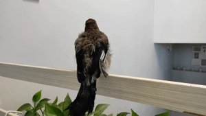 Звуки Сойки