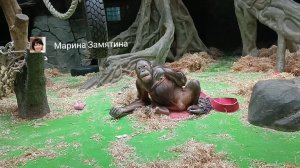 Семья борнейских орангутанов.