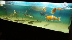 Осётр и стерлядь в домашнем узв аквариуме_биобаланс