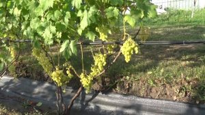 Виноград Милана