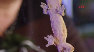 Домашний дракон: особенности ухода за ящерицами