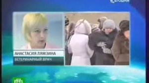 Бродячих псов накормили изониазидом